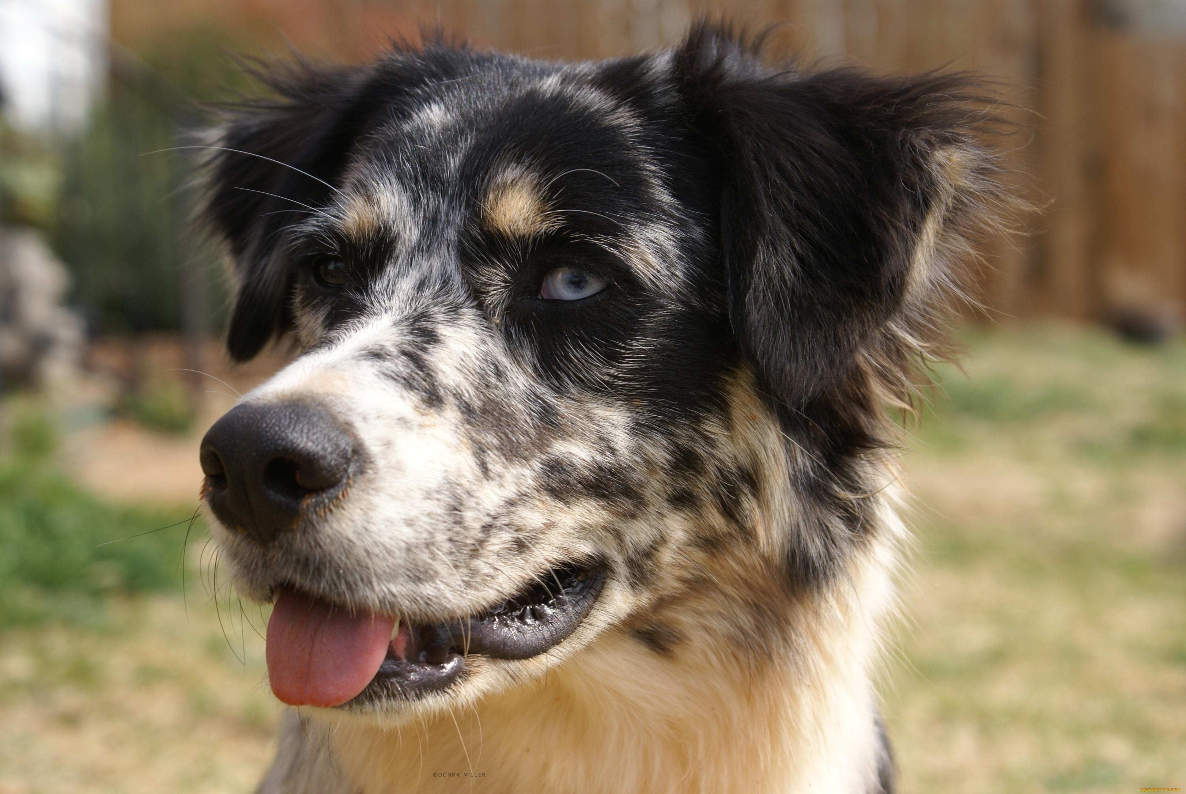 , , dog
